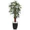 5.5ft. Potted Raphis Palm Tree in Black Decorative Planter